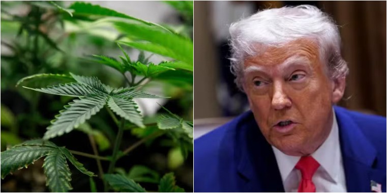 Capitalismo canábico: apoiada até por Trump, maconha ganha novo status na indústria farmacêutica