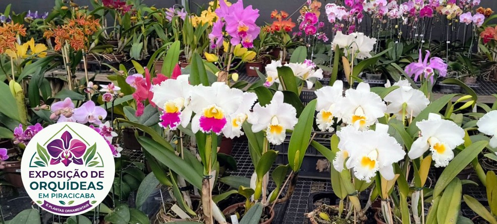 Piracicaba, recebe Exposição de Orquídeas no Engenho Central no final de semana