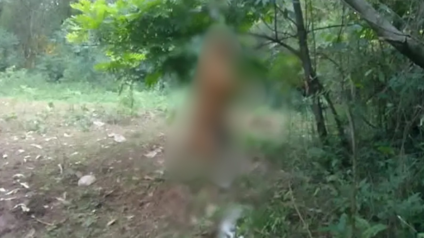 Homem é preso suspeito de enforcar e matar cachorro no Paraná