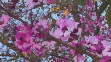 Floração de espécies do Cerrado como o cega-machado chama atenção durante o tempo seco