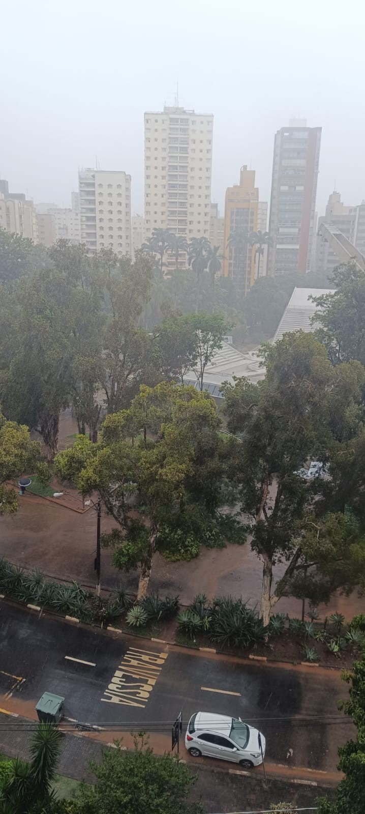 Árvore de grande porte cai em frente ao Centro de Convivência de Campinas após temporal