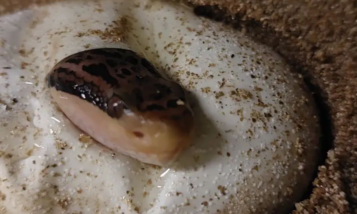 Maior serpente peçonhenta das Américas dá à luz 6 filhotes no Butantan