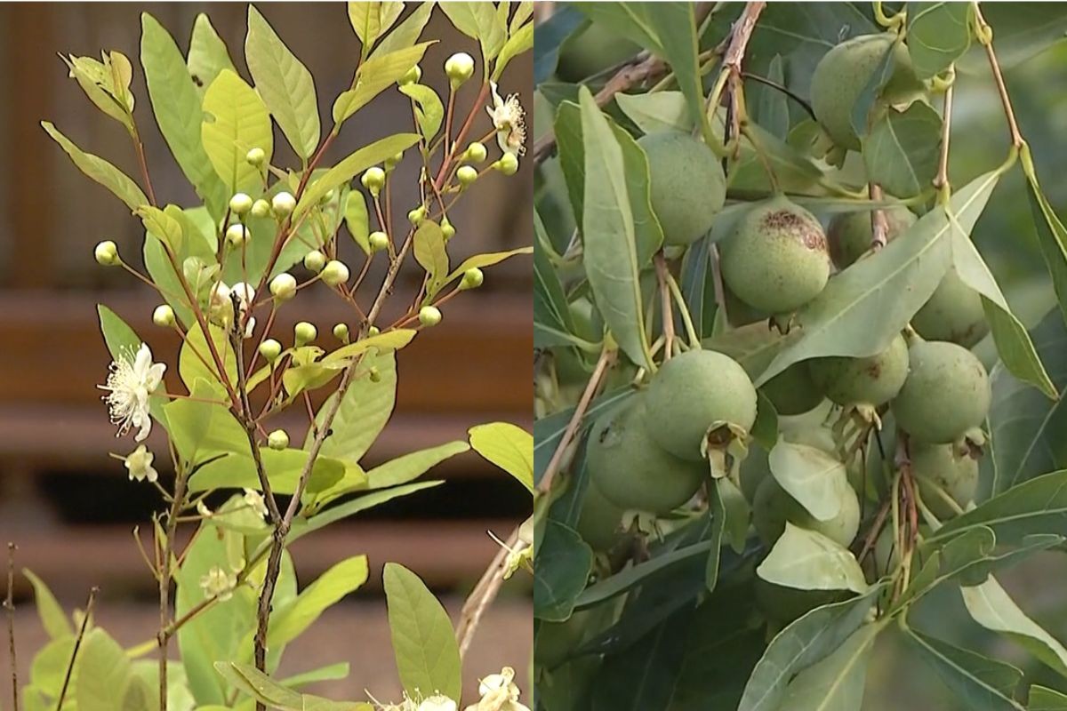 Fruta doce que resiste a incêndios: queridinha em MS, ela pode virar até farinha para bolo