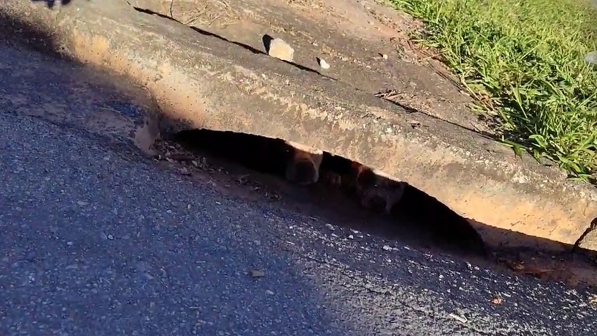 Resgate improvisado de cães pitbulls de bueiro mobiliza servidores em Itapeva