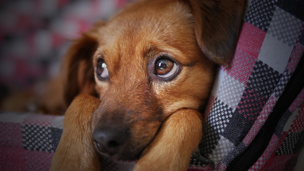 Ter animais de estimação pode ser benéfico para a saúde mental dos tutores — Foto: Pixabay/Reprodução