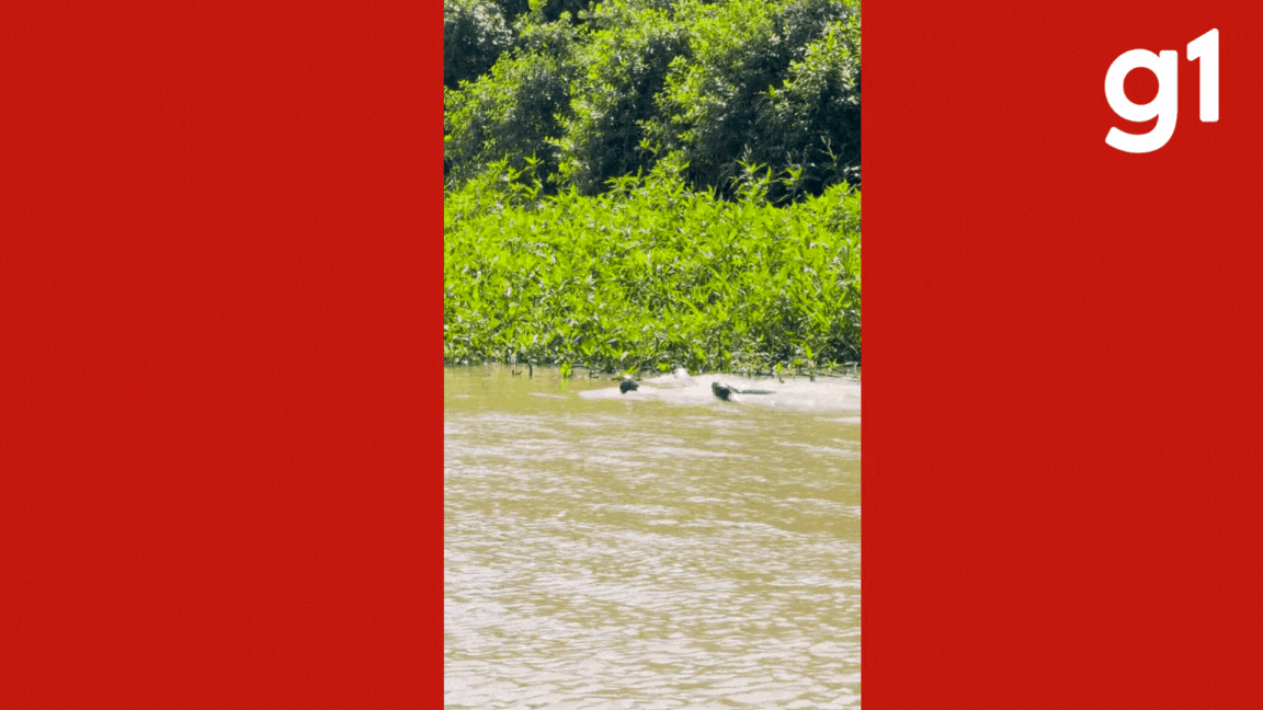 VÍDEO: em registro raro ariranhas fazem ‘nado sincronizado’ durante caça no Pantanal de MT