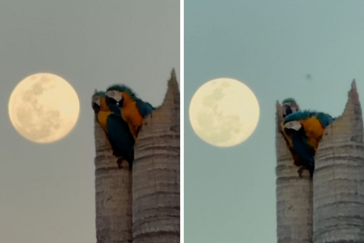Casal de araras-canindé divide o céu com a Lua em registro feito no entardecer em Campo Grande