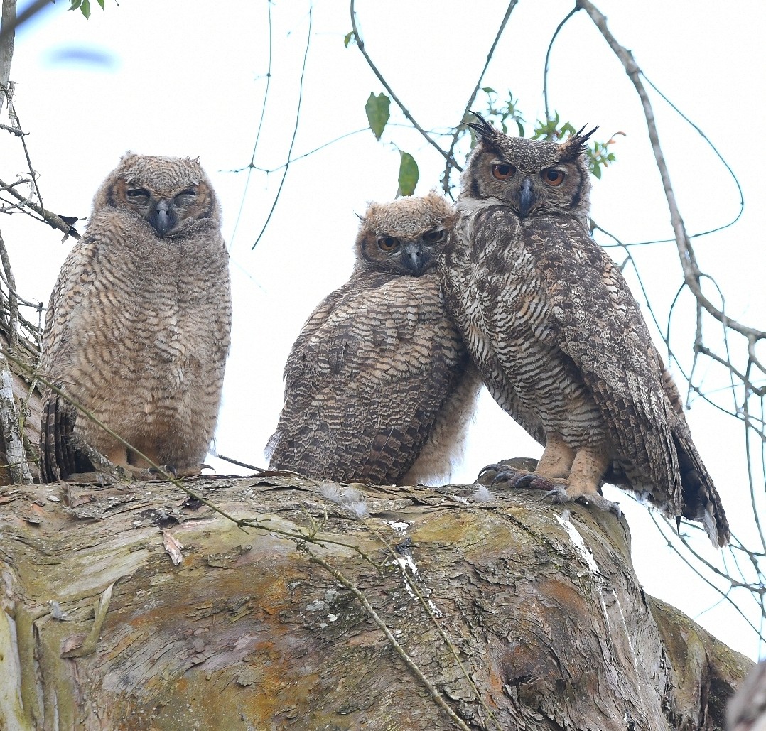 Família de jacurutus é flagrada em Guararema, região metropolitana de SP