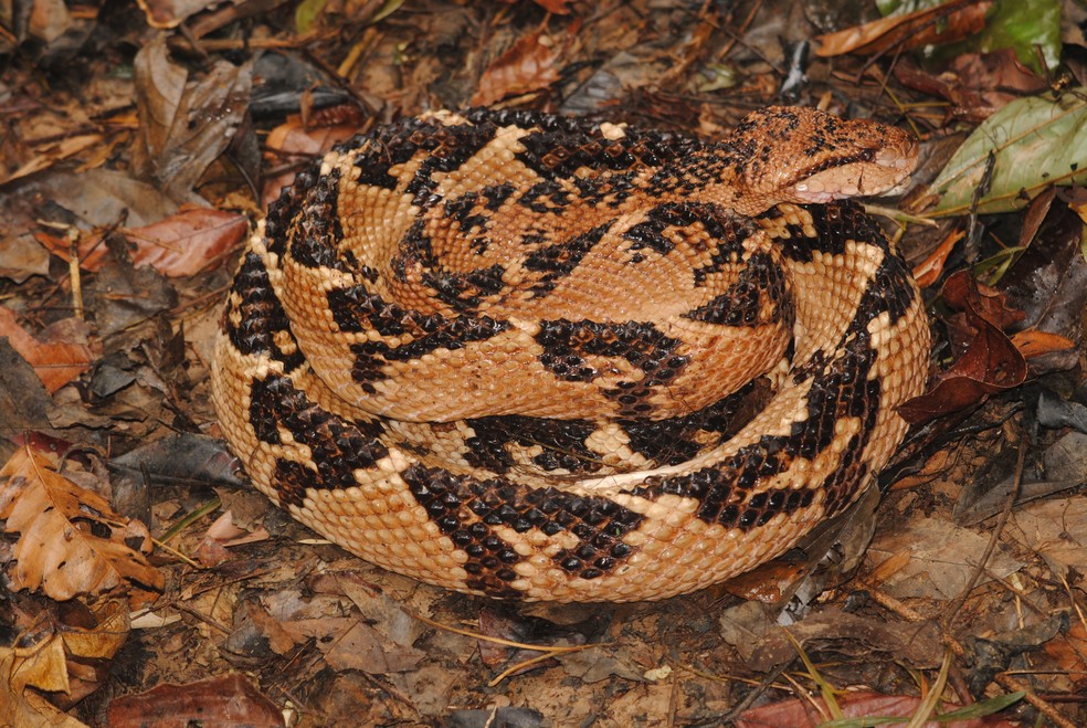 Serpentes Angolanas - Diversidade, importância e perigosidade