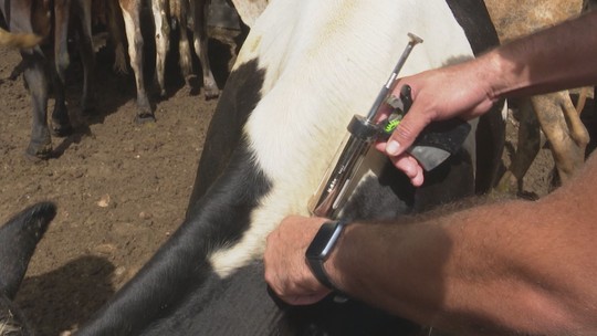 Termina o prazo para vacinação de bois e búfalos contra a febre aftosa - Programa: Bahia Rural 