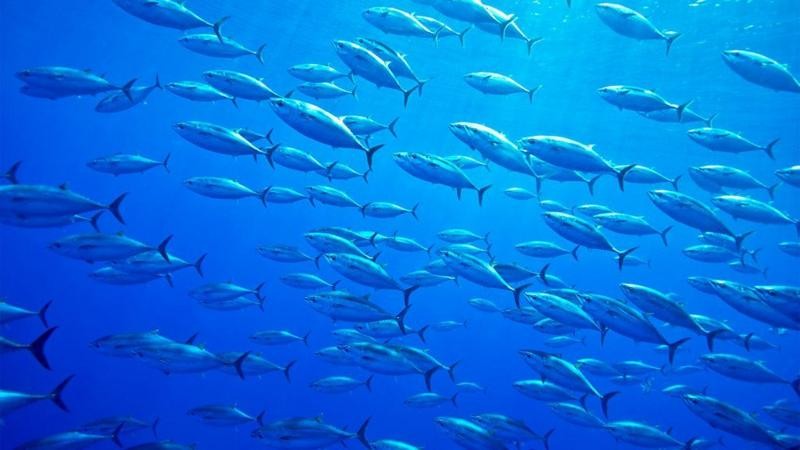 A corrida para salvar o peixe mais caro do mundo das mudanças climáticas