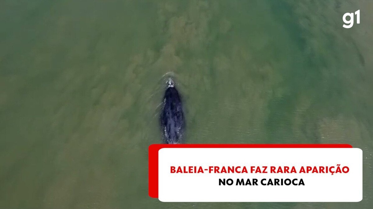 Baleia-franca faz rara aparição no mar carioca e aproveita para 'descansar' com filhote; vídeo 