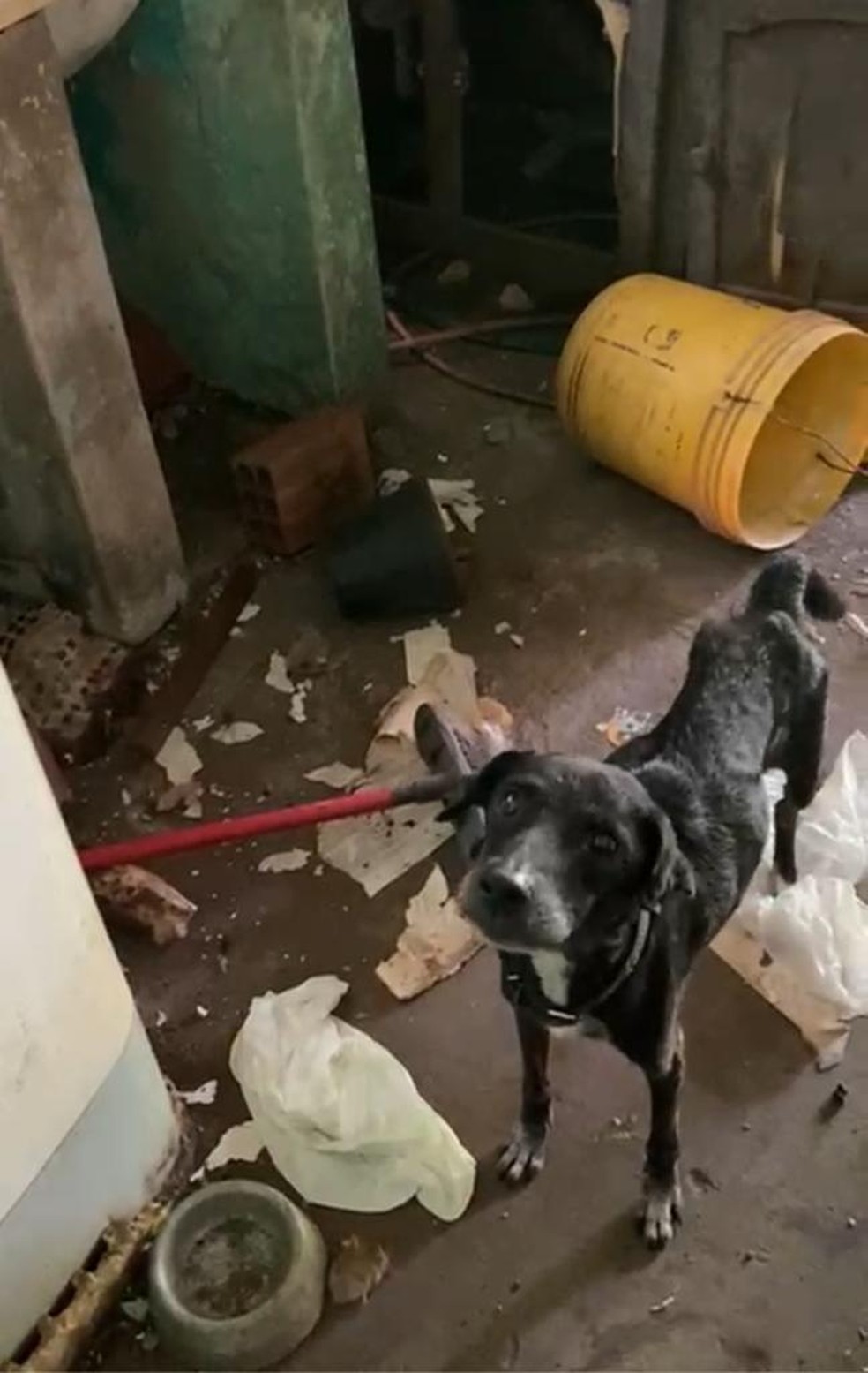 Cães estavam com fome e doentes, segundo Apaa de Araguaína — Foto: Reprodução/Apaa de Araguaína