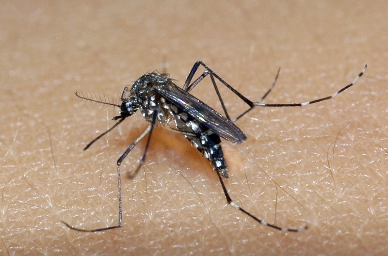 Paraíba registra mais de 8 mil casos prováveis de dengue, chikungunya e zika em 2023