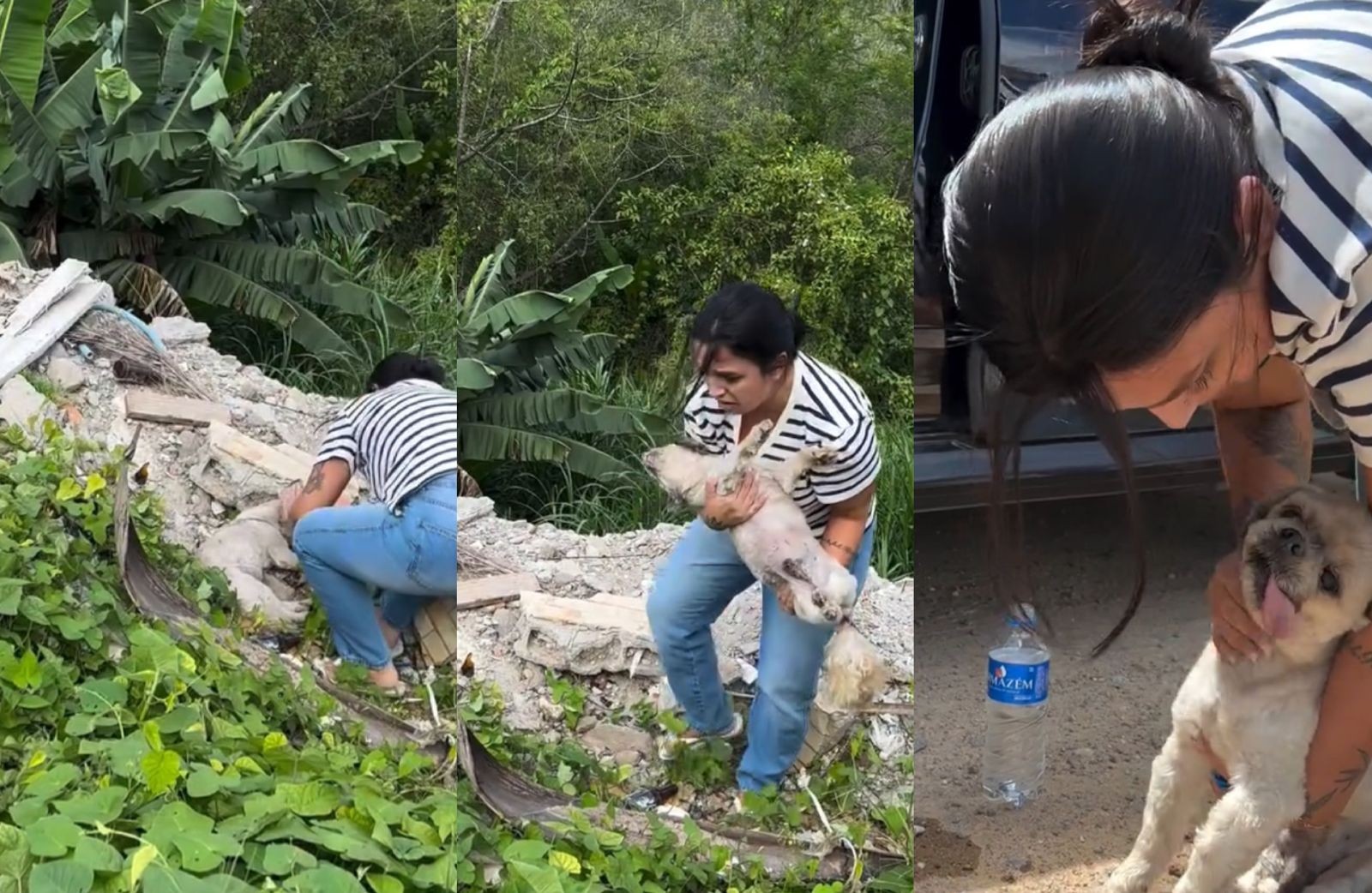 Cachorro cego morre um dia após ser resgatado soterrado em terreno baldio em SC; VÍDEO