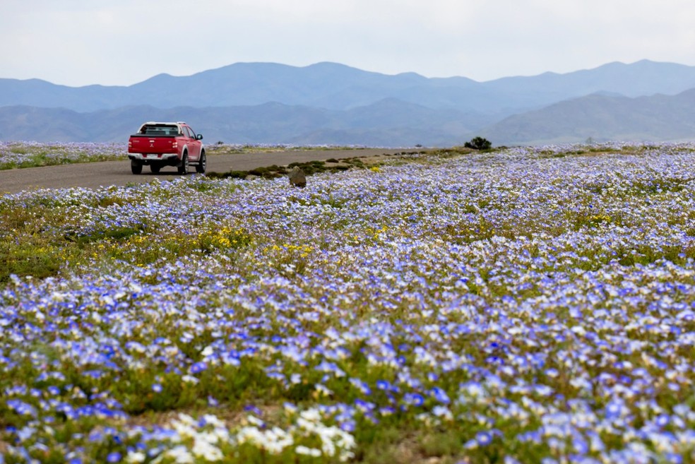 Caminhonete passa por estrada cercada por flores silvestres no deserto do Atacama, perto de Copiapó, no Chile, em 17 de setembro de 2026. — Foto: Javier Torres/AFP