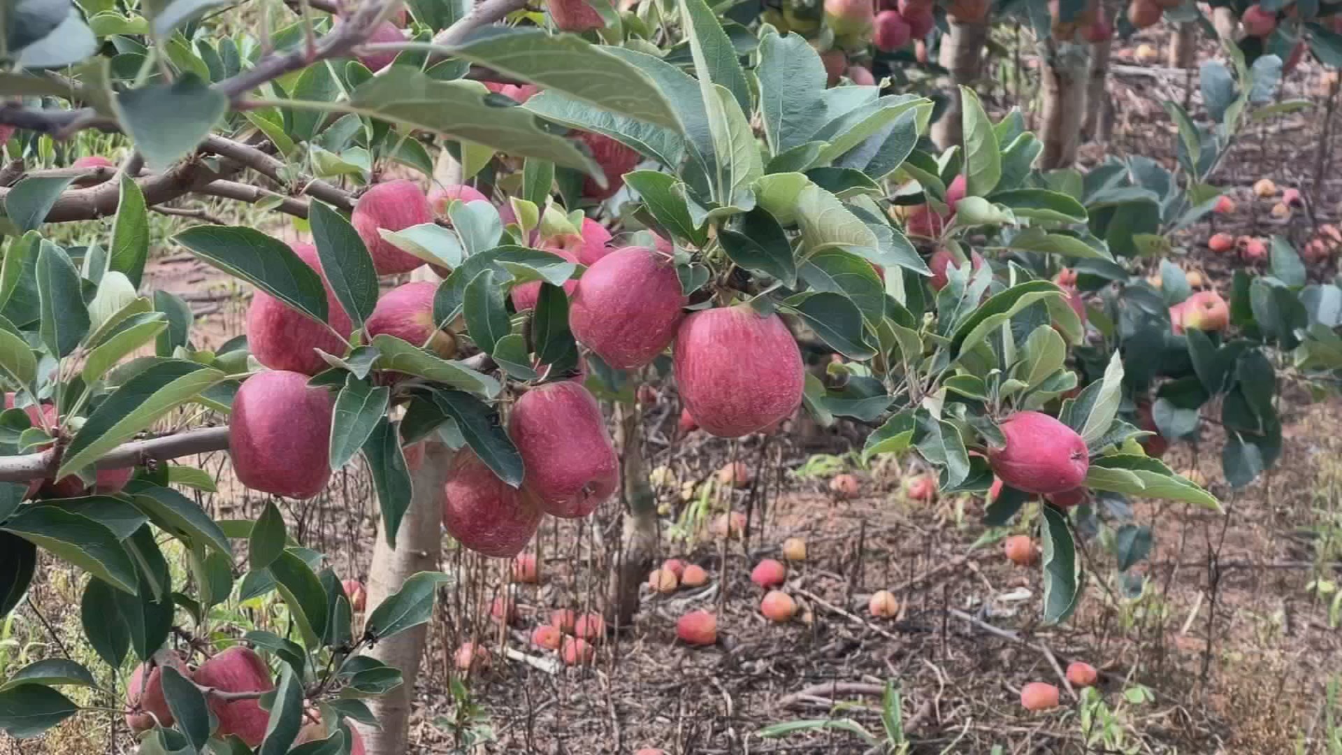 Clima deixa produtores otimistas com safra de maçã em SP