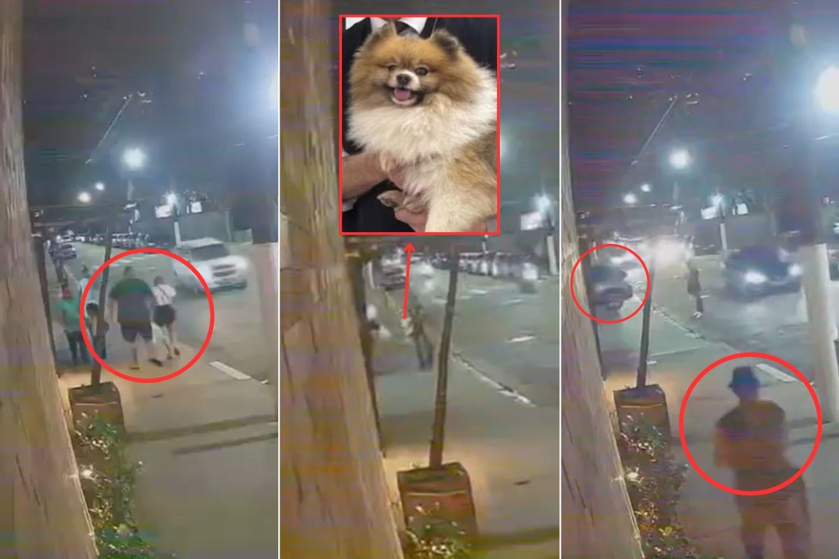 Vídeo mostra homem em situação de rua entregando cachorro furtado a casal no litoral de SP