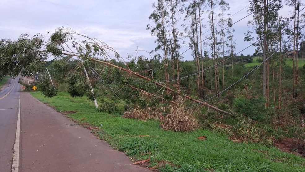 Ventania em Descalvado derruba mais de 50 árvores — Foto: Defesa Civil de Descalvado