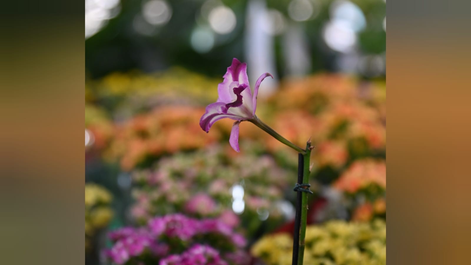 Feira Flor do Amor abre nesta quinta-feira (11) com opções de presentes para o Dia dos Namorados