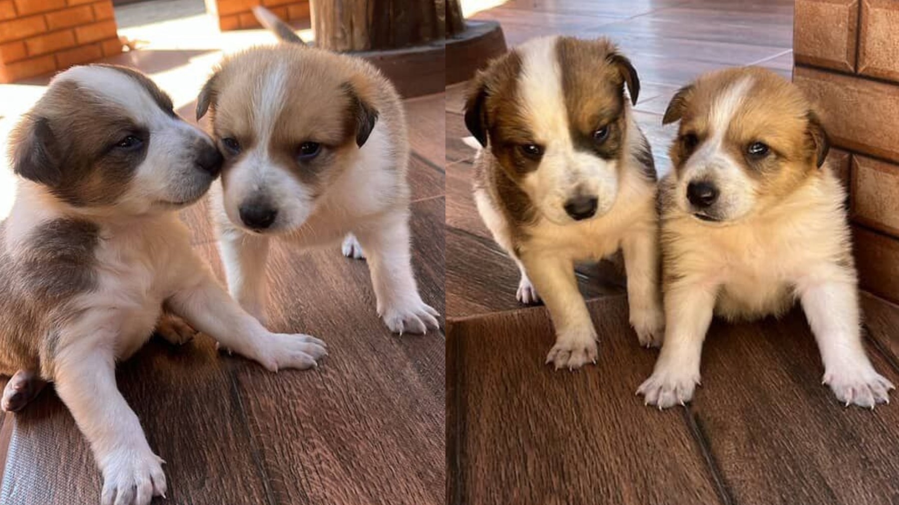 Homem é preso após matar três filhotes de cachorro e tentar ferir outros cães no Paraná