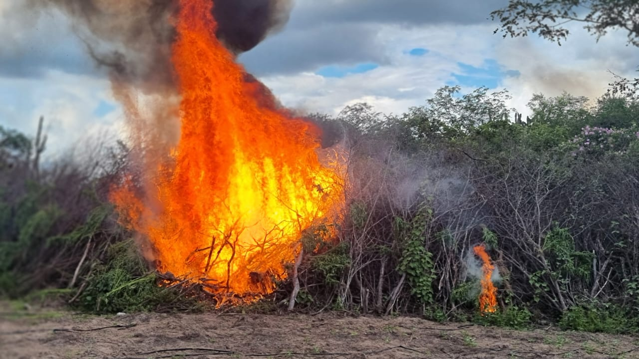 Polícia Federal erradica 612 mil pés de maconha no Sertão de Pernambuco