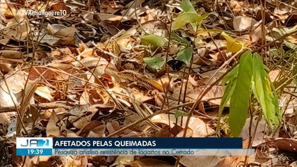 Pesquisa analisa resistência de lagartos no Cerrado; entenda