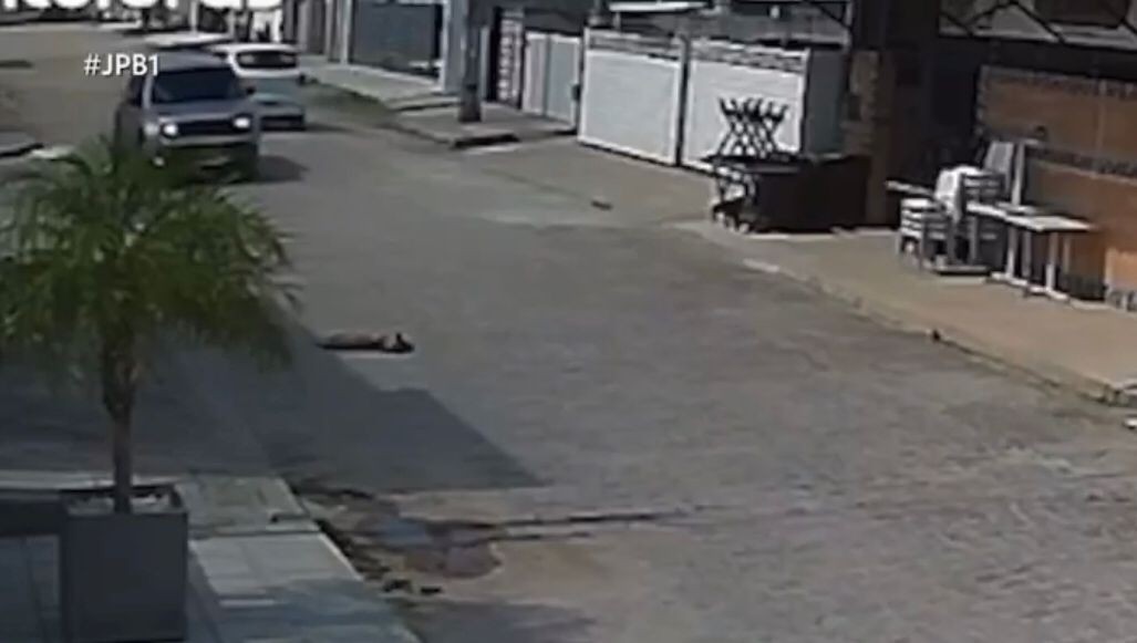 Cachorro é atropelado por carro e motorista foge sem prestar socorro; VÍDEO