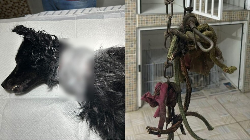 Cão estava com grave ferida no pescoço causada por uma corrente, em Fortaleza. — Foto: Reprodução