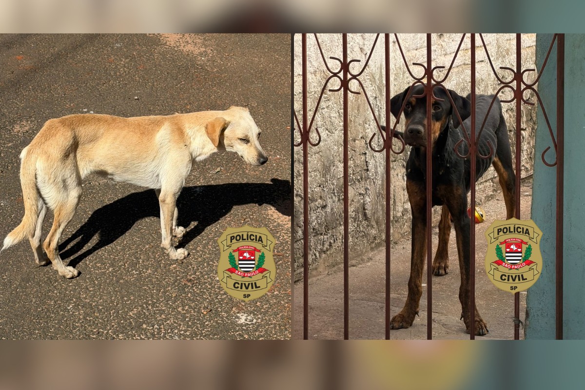 Cães com extrema magreza e sinais de doença são resgatados pela polícia após denúncia de maus-tratos no interior de SP 