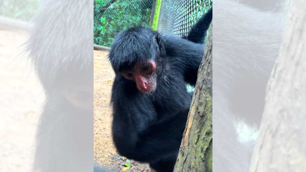 7 de 10
Zool&oacute;gico de Bauru conta com tr&ecirc;s indiv&iacute;duos de macaco-aranha de cara vermelha &mdash; Foto: Divulga&ccedil;&atilde;o