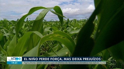 Produtores ainda enfrentam problemas pelo atraso no plantio da soja por causa do 'El Niño'