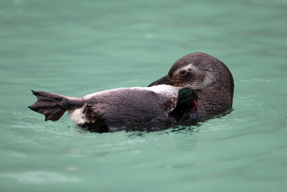 Pinguim-de-magalhães em reabilitação em Florianópolis — Foto: Lucas Amorelli/NSC