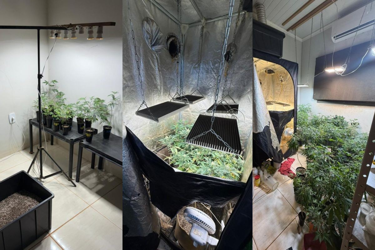 Polícia descobre laboratório com 120 pés de maconha ao investigar ameaça de vazamento de 'nudes' em MS