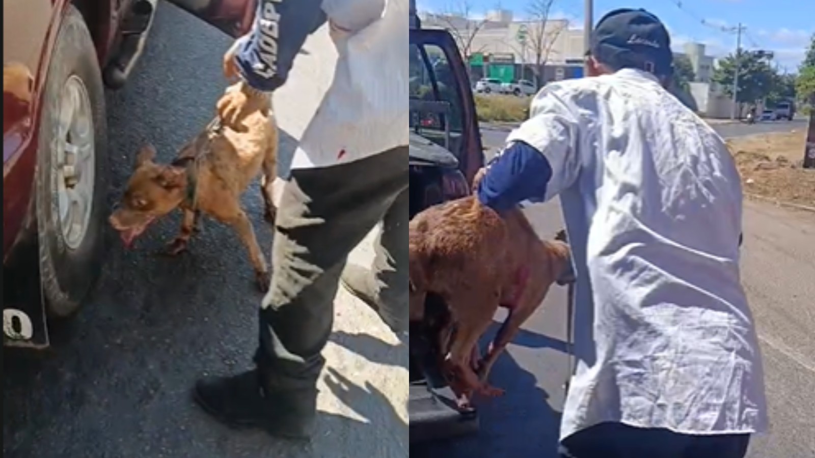 Cachorro amarrado a carro é arrastado na Zona Leste de Teresina; homem é preso em flagrante por maus-tratos
