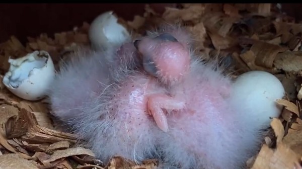 Periquito-cara-suja volta a nascer em região da Caatinga onde foi extinto há mais de um século — Foto: Associação Caatinga