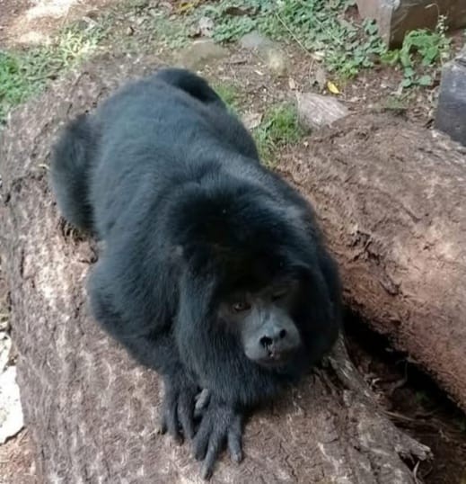 Ibama apreende macaco 'comunitário' conhecido como Mochila no RS; entidade explica riscos de domesticação