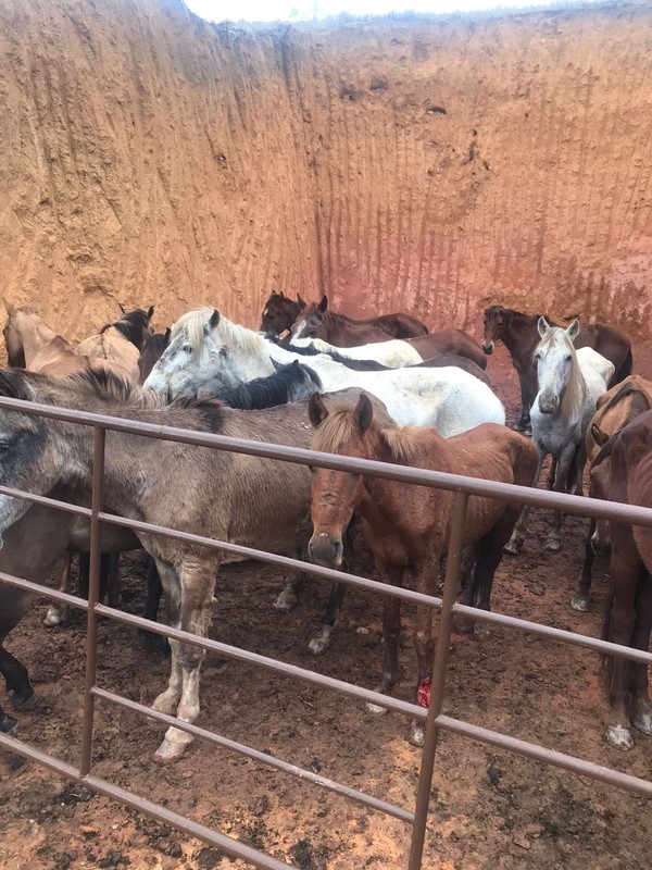 Inusitado frigorifico de cavalos em Minas Gerais, conheça