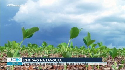 Irregularidades das chuvas afetam o plantil de soja e milho no TO; entenda