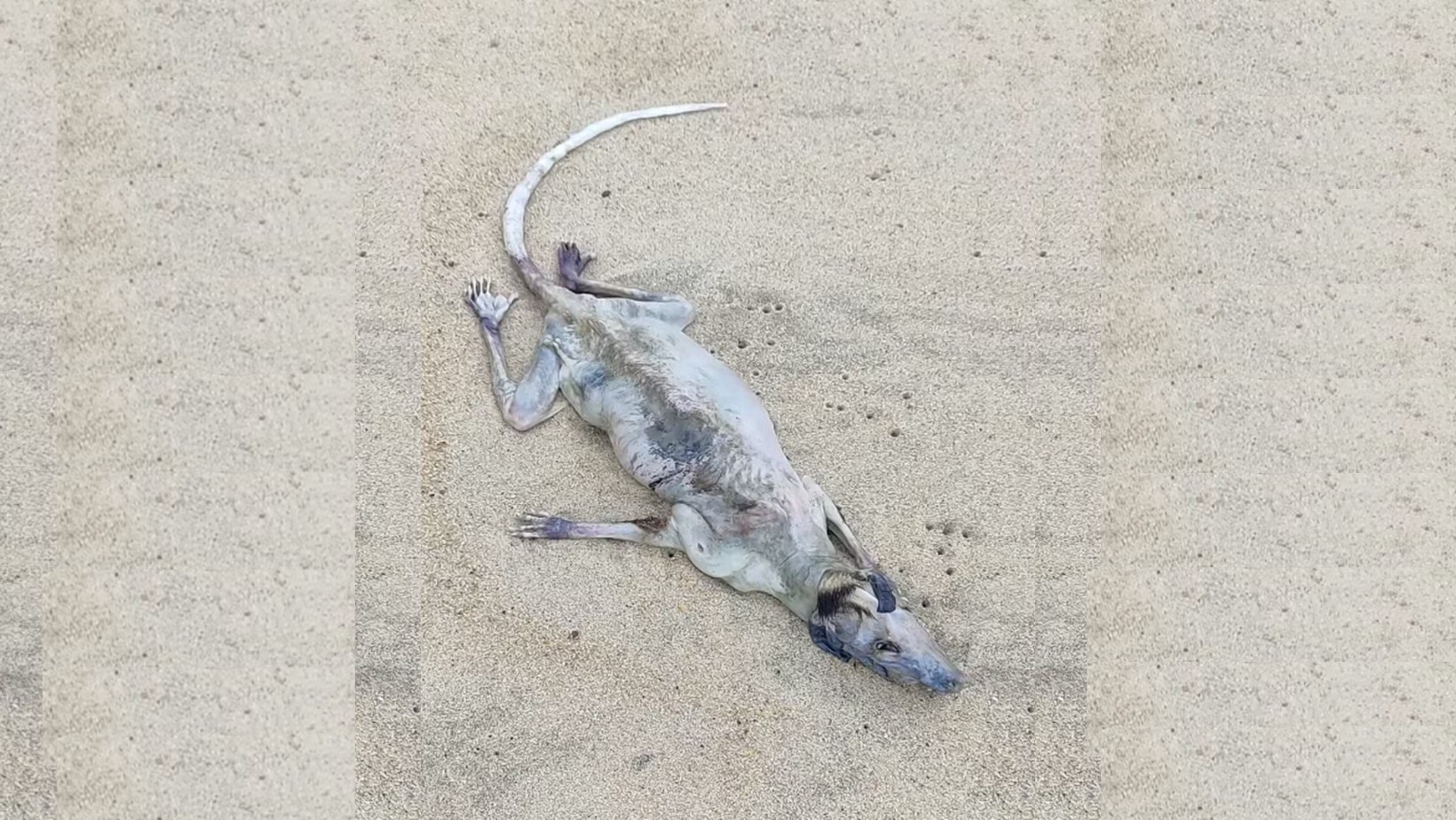 VÍDEO: Carcaça de animal em praia de São Sebastião (SP) intriga banhistas