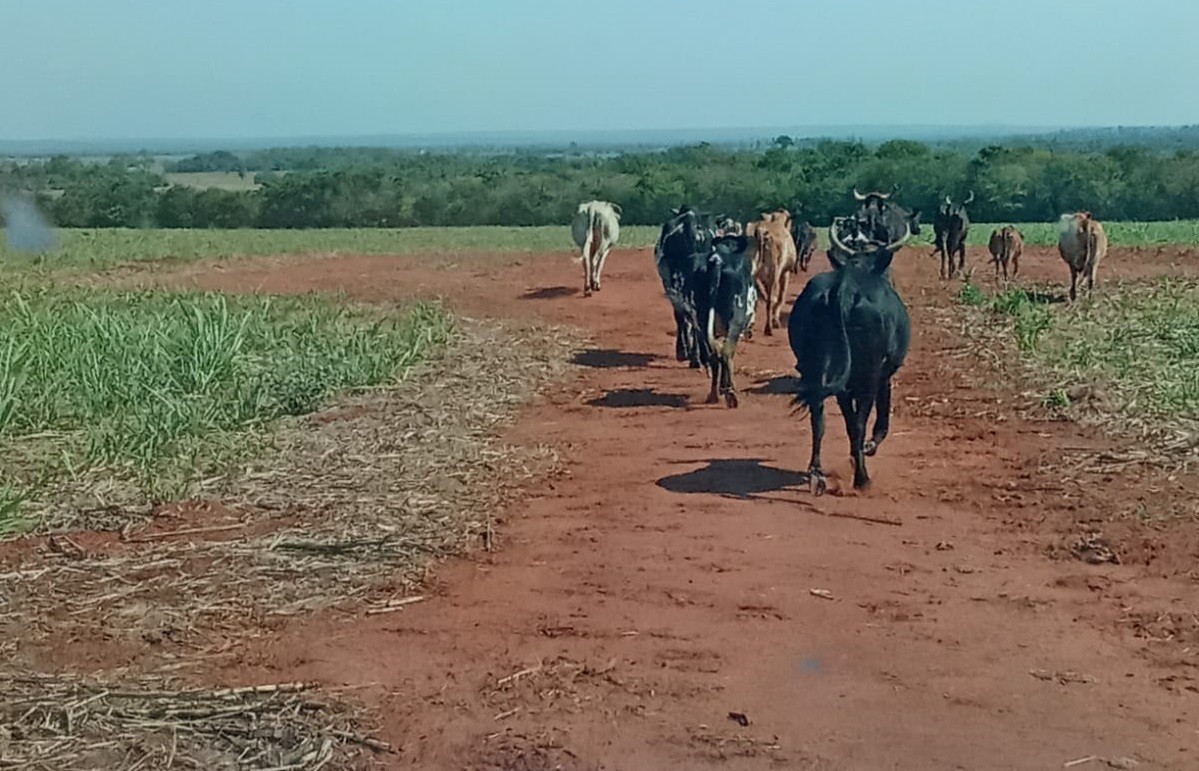 Sitiante recebe multa de R$ 8,8 mil por pastoreio de gado em Área de Preservação Permanente, em Paulicéia