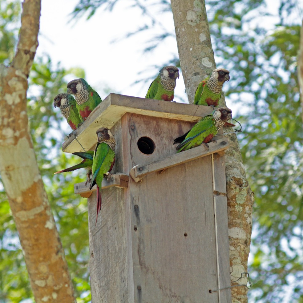 Cara-suja é considerado o psitacídeo mais ameaçado de extinção no Brasil — Foto: Fábio Nunes/Aquasis