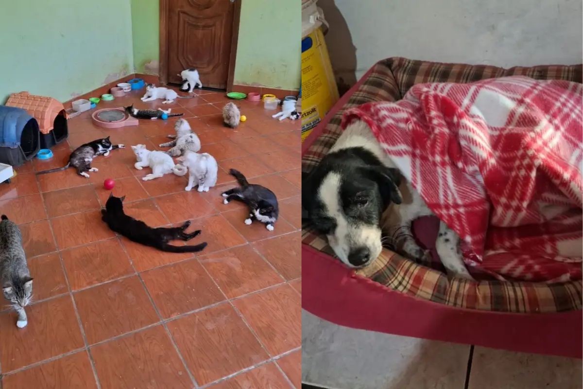 Abrigo com mais de 500 animais pede ajuda para manter resgates e cuidados em Campo Grande