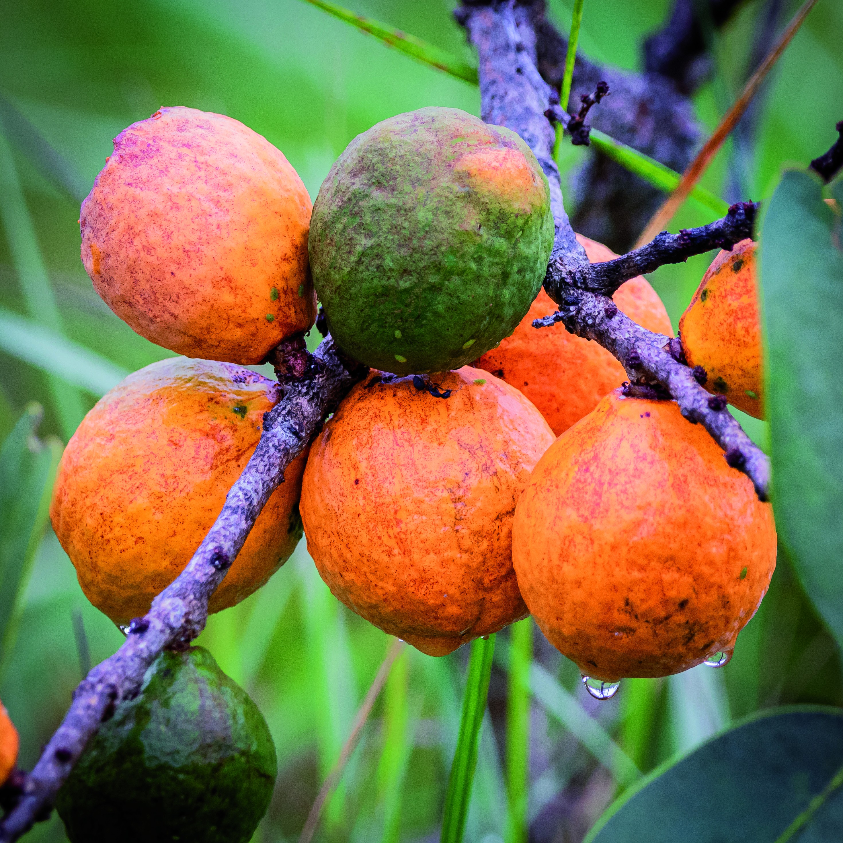 Guia revela 120 frutos do Cerrado e alerta: alguns podem ser tóxicos