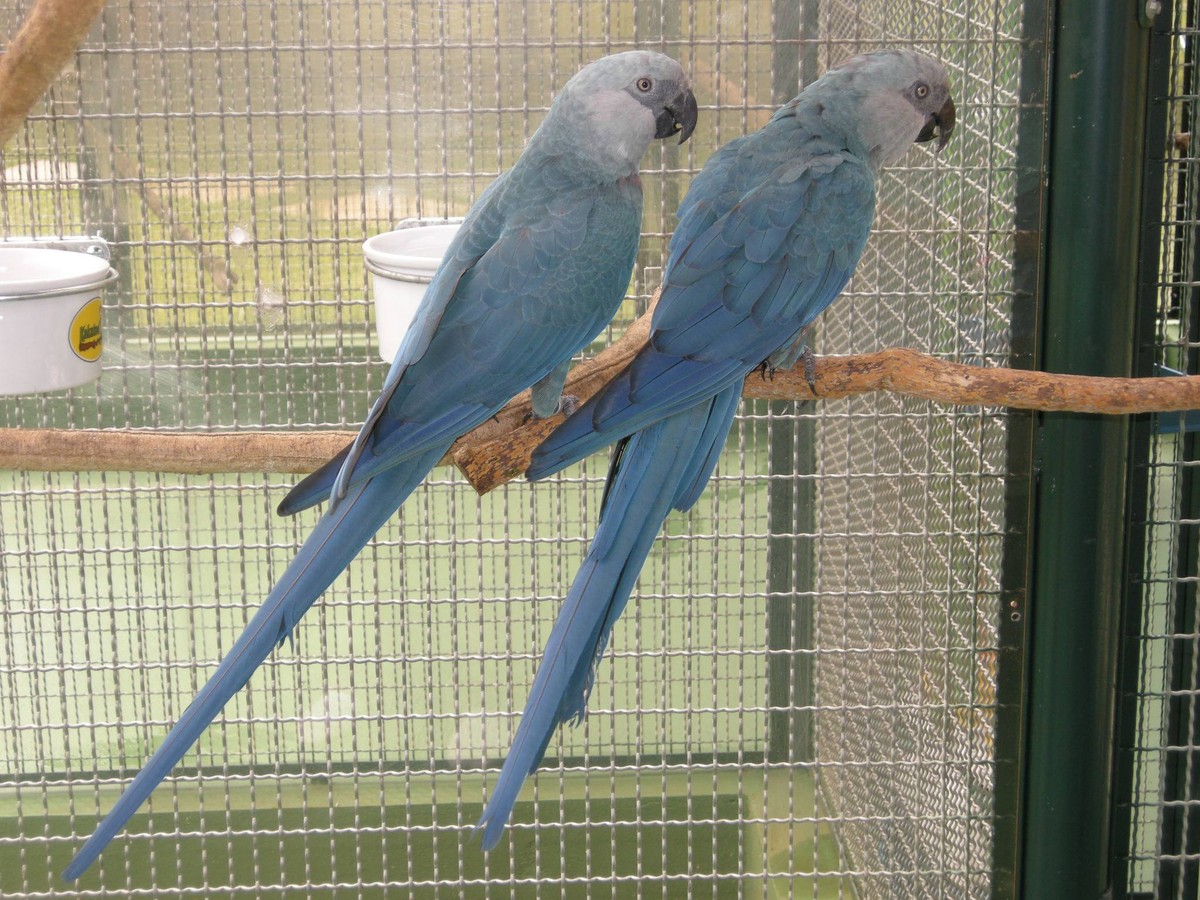 Como Evitar A Extinção Da Arara Azul - FDPLEARN