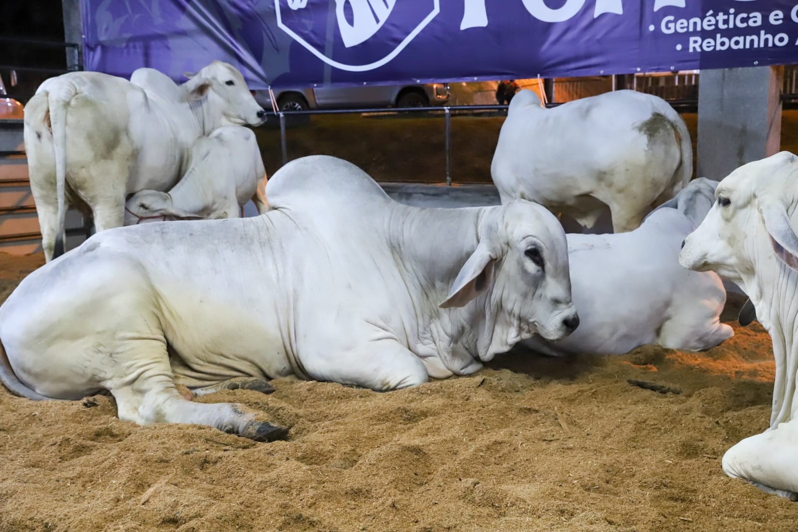 Expoagro 2025 terá 1º Leilão Comercial da Pecuária do AM com 745 animais; saiba como participar
