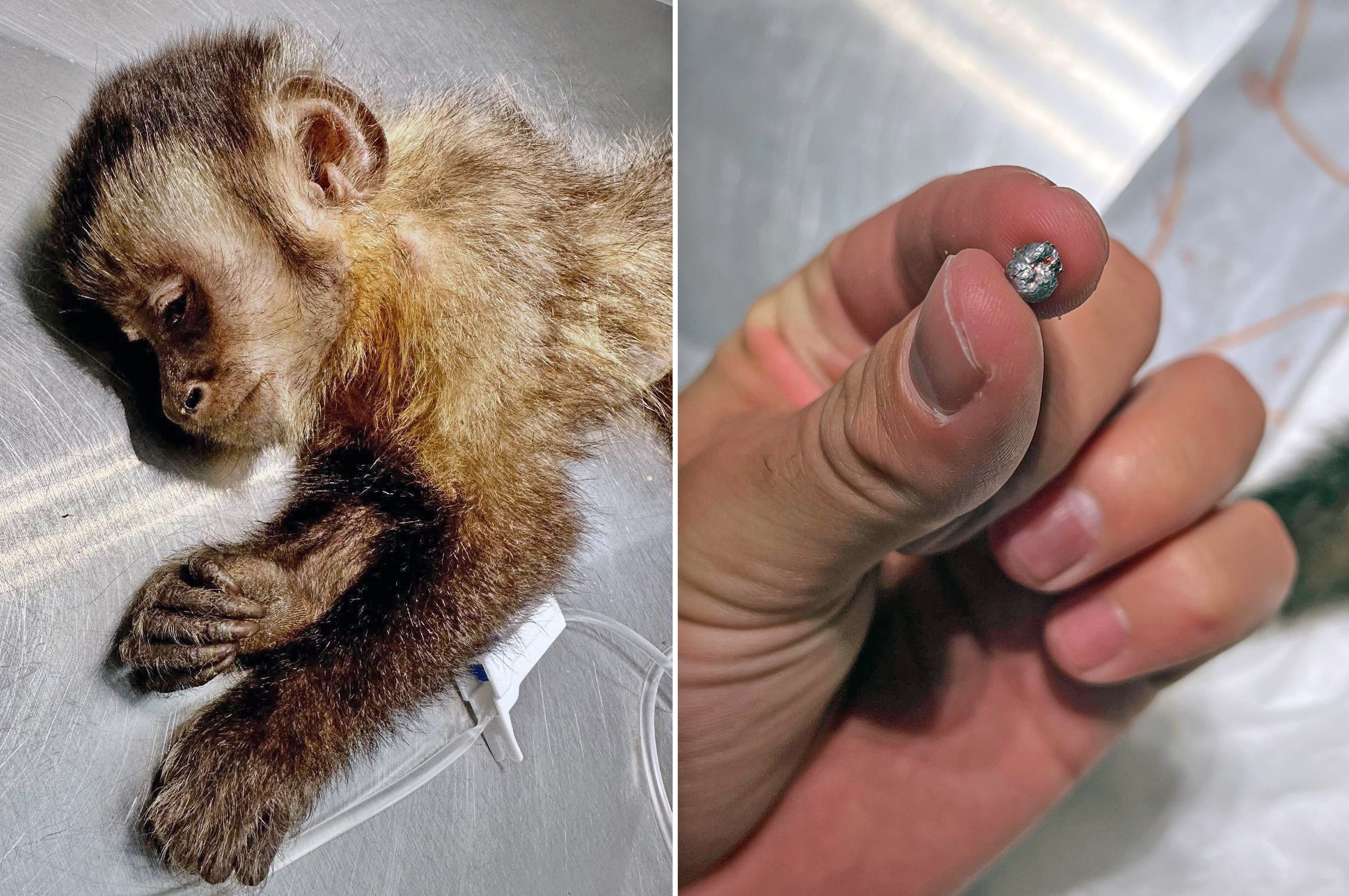 Morre macaquinha encontrada baleada na Gávea; tiro era de chumbinho