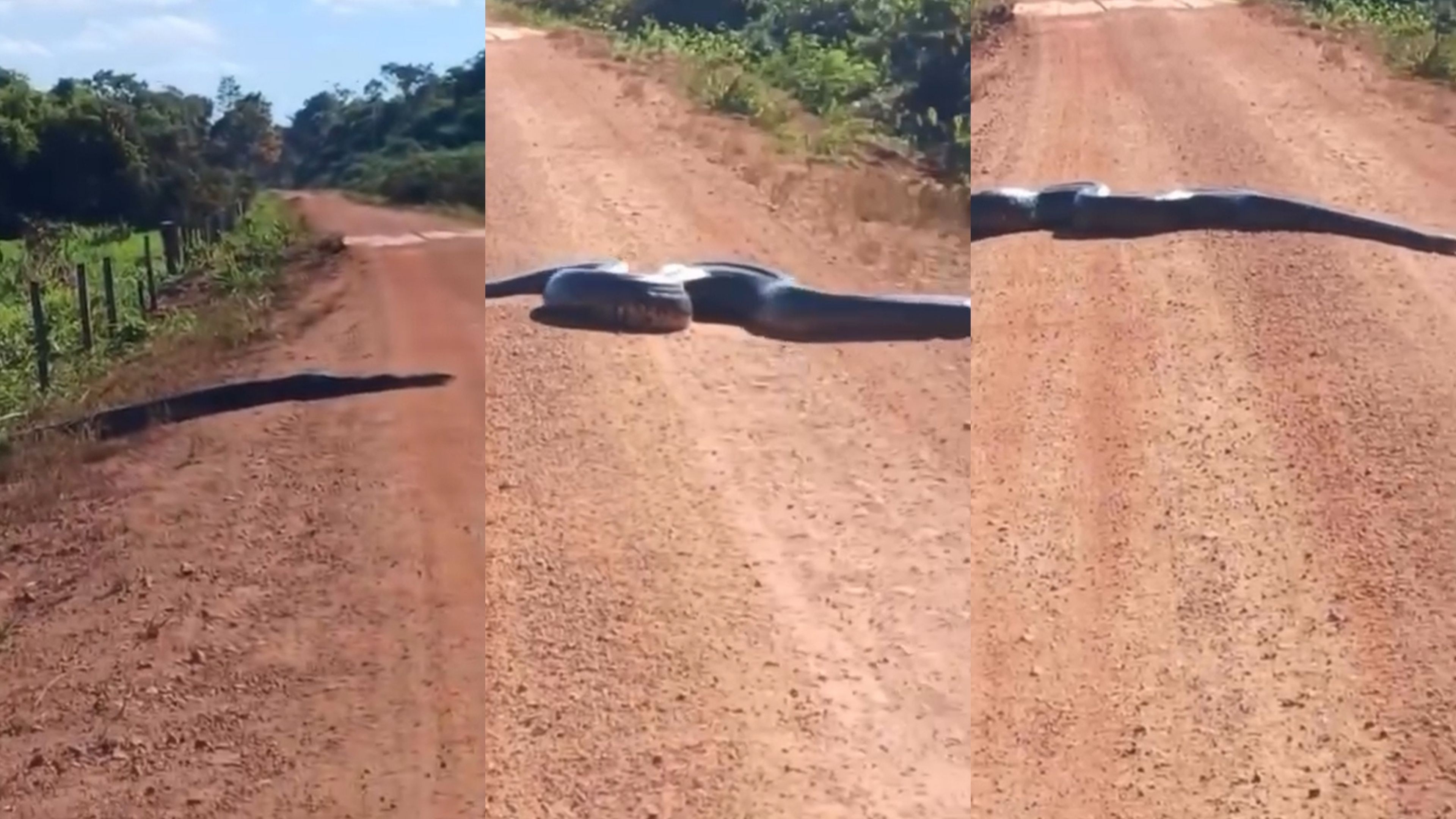 
VÍDEO: Sucuri gigante é flagrada atravessando estrada em RO