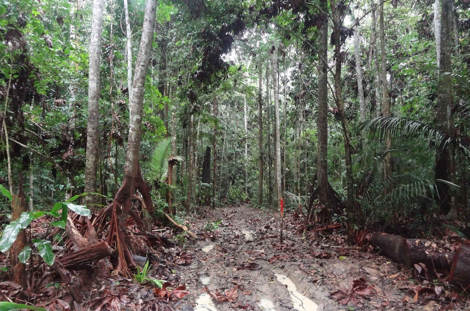 Pesquisa analisa importância e impactos do manejo florestal sustentável no AM