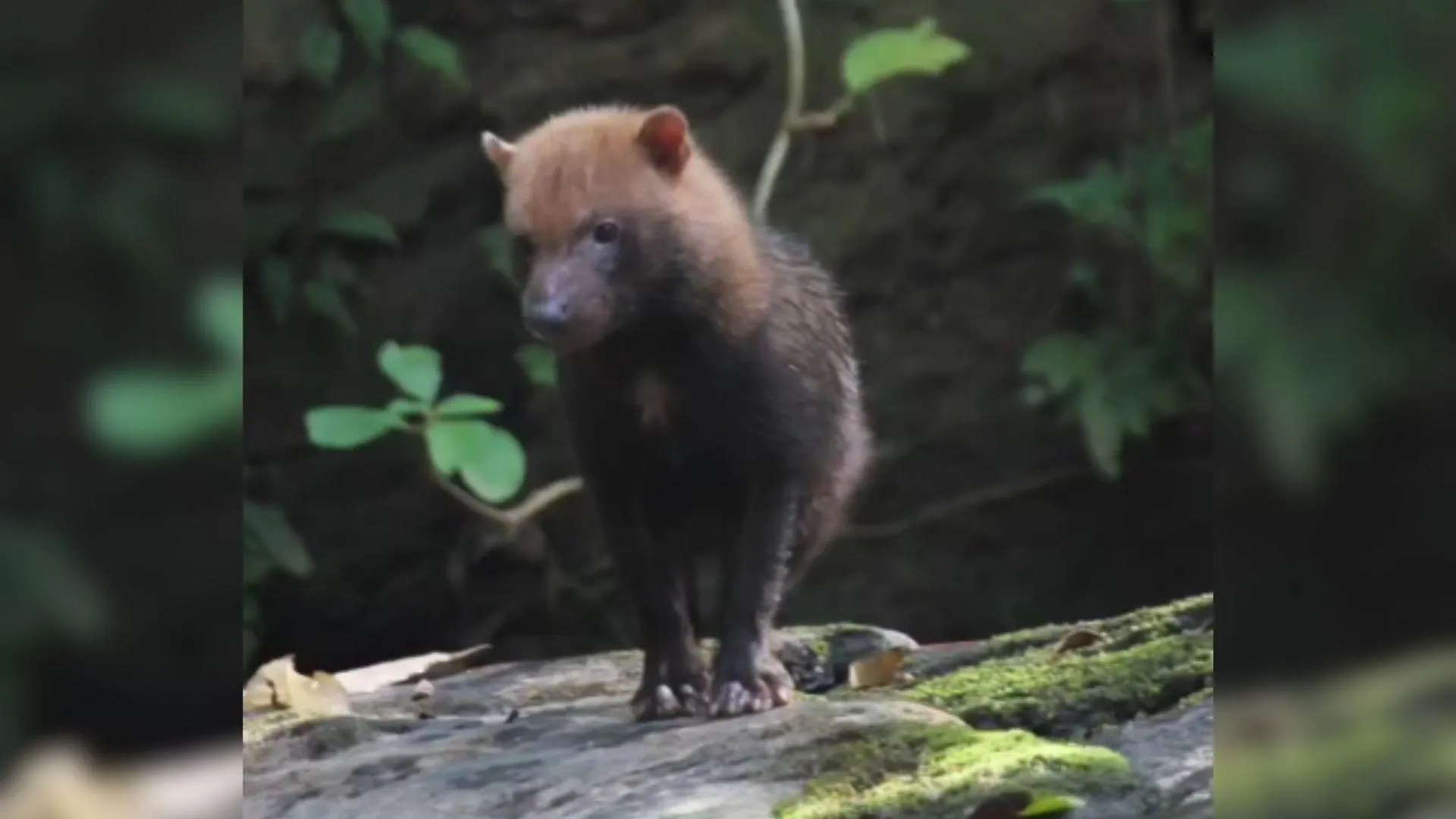 Animal raro e ameaçado de extinção, cachorro-vinagre é visto em Goiás; vídeo